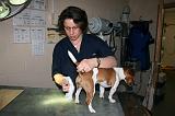 JACK RUSSEL - GLANDES ANALES 014